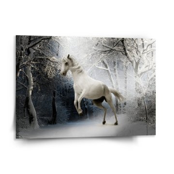 Obraz Biely kôň