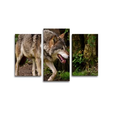 Obraz - 3-dílný Vlk