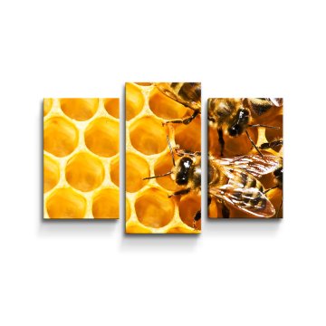 Obraz - 3-dílný Včely