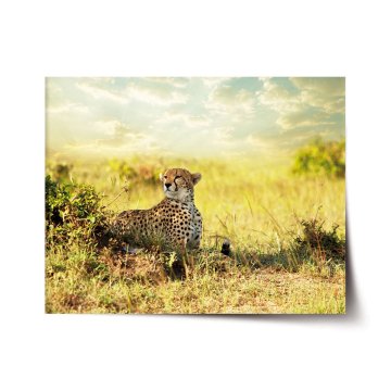Plakát Gepard
