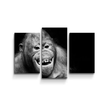 Obraz - 3-dílný Orangutan