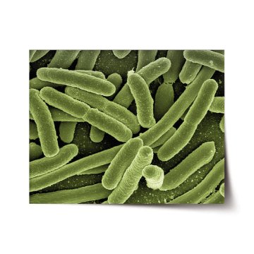 Plakát Baktérie