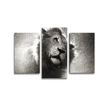 Obraz - 3-dílný Mokrý lev