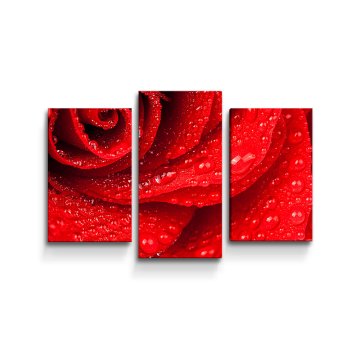Obraz - 3-dílný Květ růže
