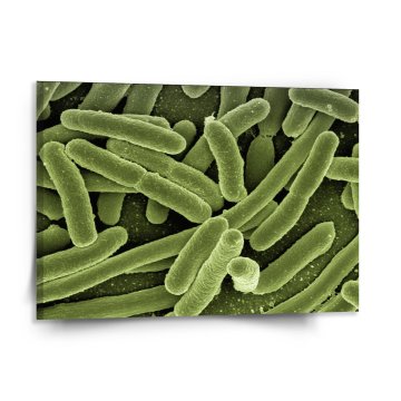 Obraz Baktérie