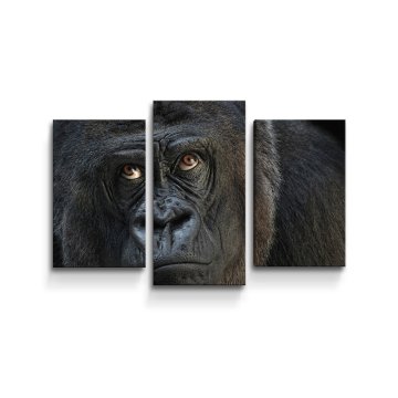 Obraz - 3-dílný Gorila